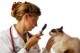 veterinario